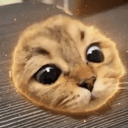peepcat