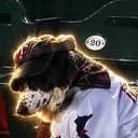 saddog