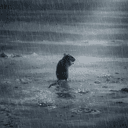 RAT