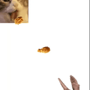 nomcat
