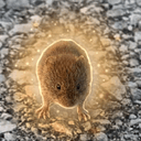 VOLE