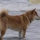 AIDOG