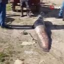 CATFISH