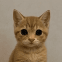 kitten