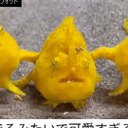 Frogfish