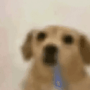 drooling dog