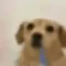 drooling dog