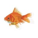 Goldfish