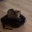BCAT