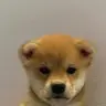 Inu