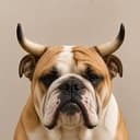 bulldoge