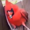 BWB