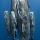 $WHALE