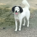 HUAHUA