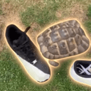 TORTOISE