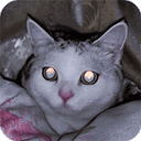 镭射猫