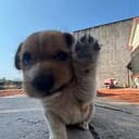 wavedog