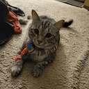 Zuzu