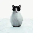pat