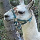 Llama