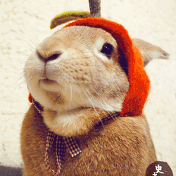 bunnywif