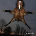 Pony