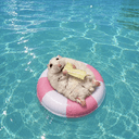 Otter
