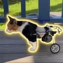 poor cat
