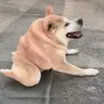 土豆