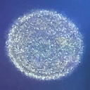Orb