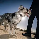 Space Dog