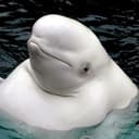 fatwhale