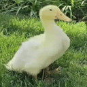 LOUIE