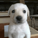 whitedog