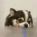 Drooldog