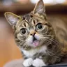 BUB