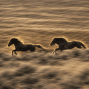 Horses
