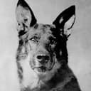 RINTINTIN