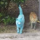 Bluecat