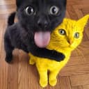 阴阳猫