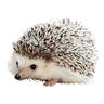 CARL