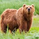 BEAR⁠