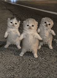 Kittens