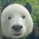 PANDU