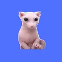 Bingus