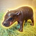 BABYPEPE