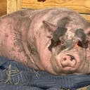 Waddles