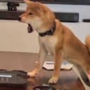 MEMEDOG