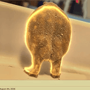 FROGBUTT