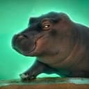 HIPPO